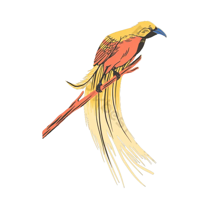 Preview Burung Cendrawasih Papua